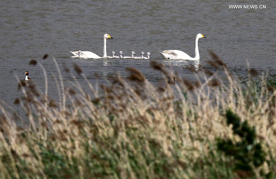 CHINA-HENAN-SWAN FAMILY (CN)