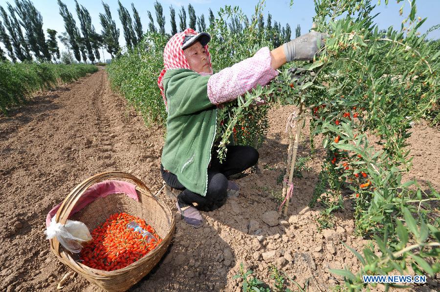 CHINA-NINGXIA-WOLFBERRY-HARVEST (CN) 