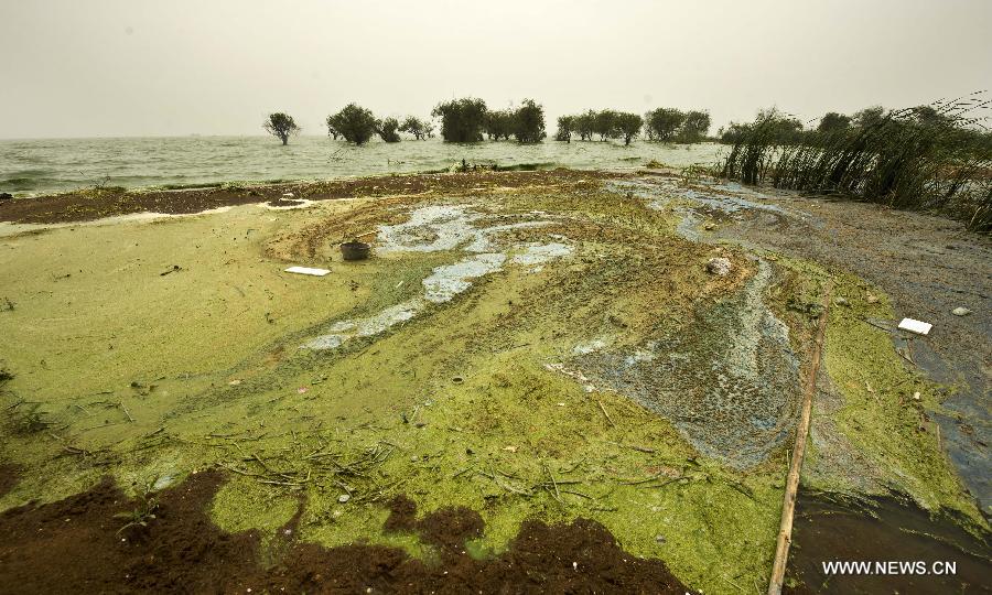 #CHINA-ANHUI-CHAOHU LAKE-BLUE-GREEN ALGAE(CN)