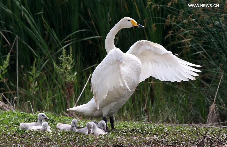 CHINA-HENAN-SWAN FAMILY (CN)