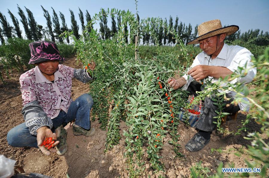 CHINA-NINGXIA-WOLFBERRY-HARVEST (CN) 