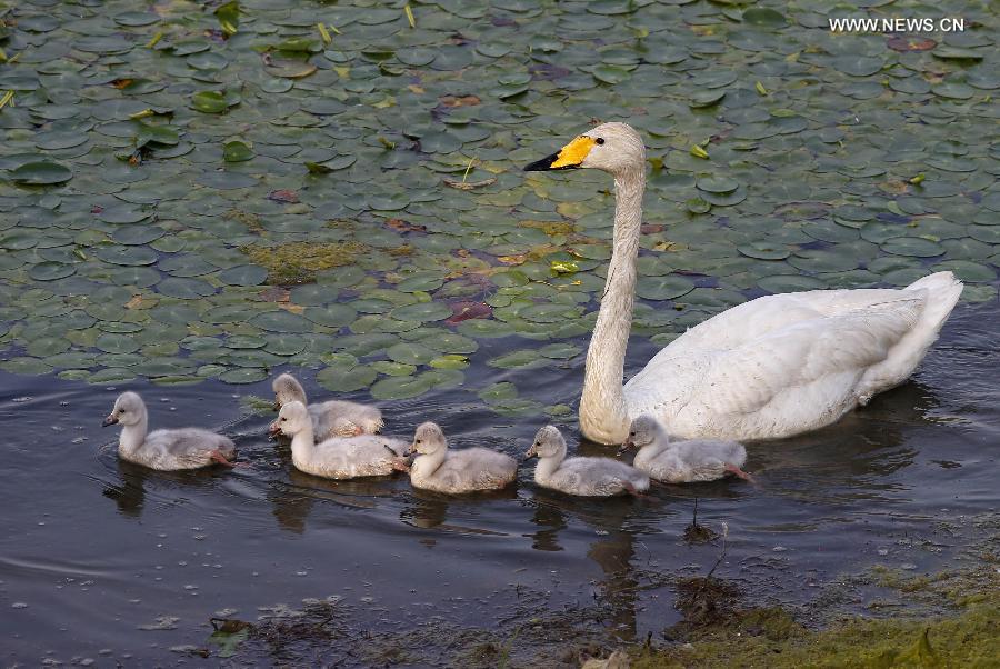 CHINA-HENAN-SWAN FAMILY (CN)