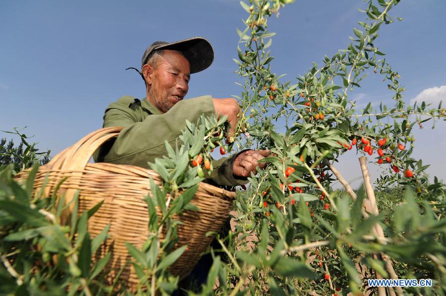 CHINA-NINGXIA-WOLFBERRY-HARVEST (CN) 