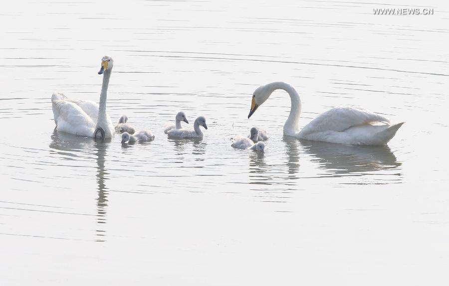 CHINA-HENAN-SWAN FAMILY (CN)