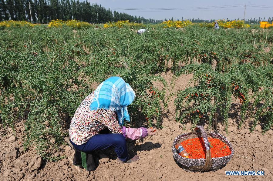 CHINA-NINGXIA-WOLFBERRY-HARVEST (CN) 