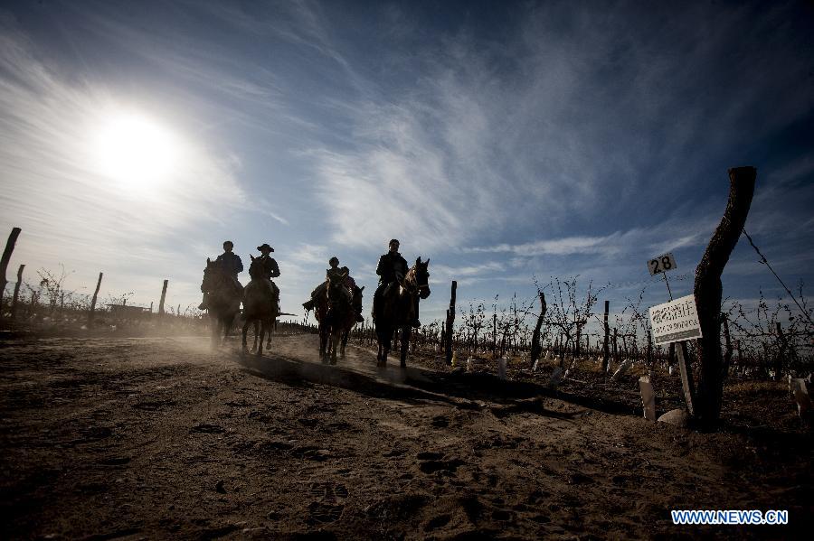 Image taken on June 24, 2015 shows visitors crossing a vineyard during a tour through the vineyards of the O. Fournier Winery, in LaLa Consulta city, Mendoza province, 1,170km away of Buenos Aires city, Argentina.