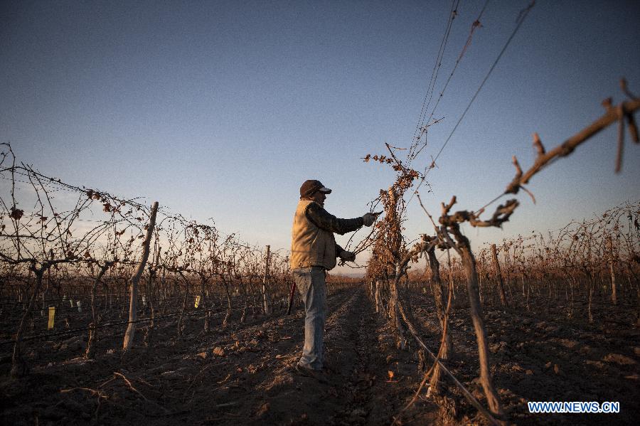 Image taken on June 25, 2015 shows Felix Vergara trimming the vineyards of the O. Fournier Winery, in La Consulta city, Mendoza province, 1,170km away of Buenos Aires city, Argentina.