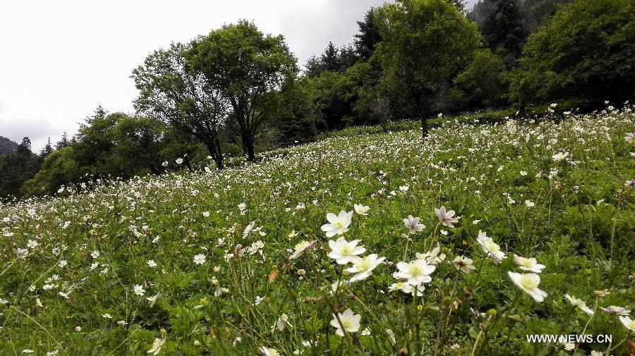  The Dagu glacier scenic spot is the newest tourist spot after the Jiuzhaigou Scenic Area, Huanglong Scenic Area and the Wolong National Nature Reserve in Aba.