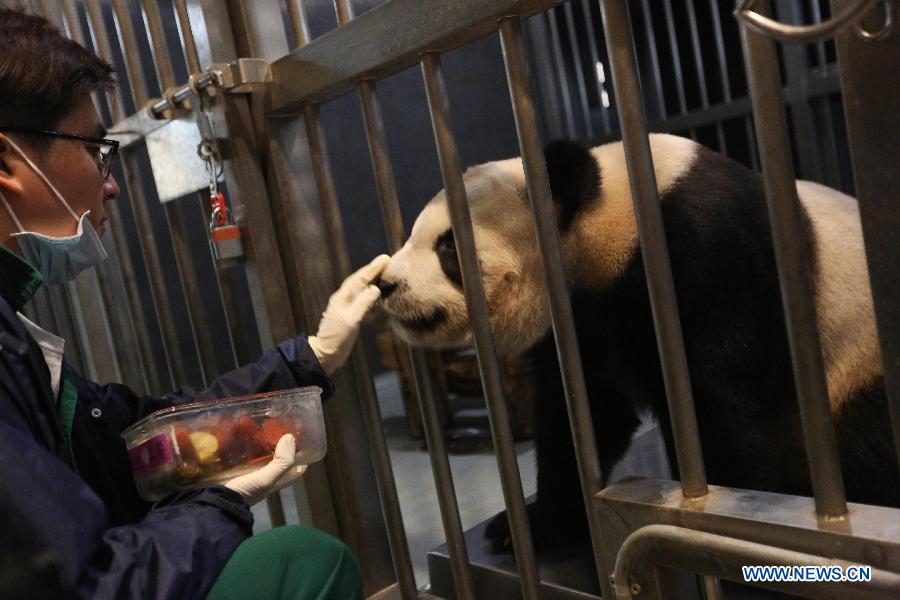 A staff member feeds a giant panda at the panda pavilion in Seac Pai Van Park in south China's Macao, June 29, 2015. 