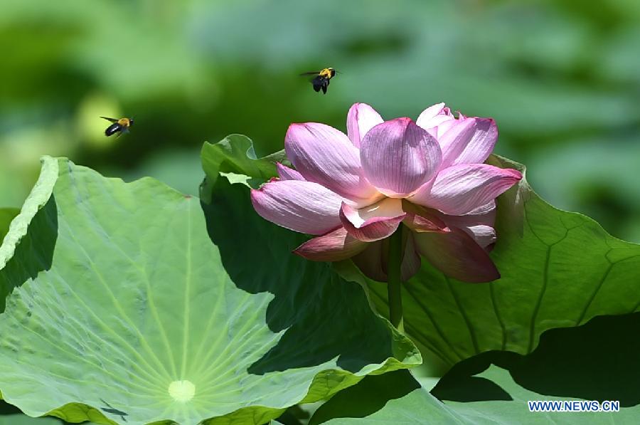 A lotus flower is in full bloom at the Zijinshan Park in Zhengzhou, capital of central China's Henan Province, July 1, 2015. 