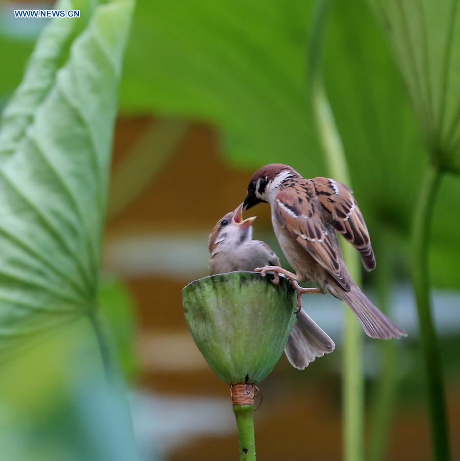 Sparrows forage on a lotus flower at Zizhuyuan Park in Beijing, capital of China, July 7, 2015.