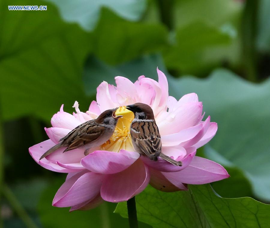 Sparrows forage on a lotus flower at Zizhuyuan Park in Beijing, capital of China, July 7, 2015. 