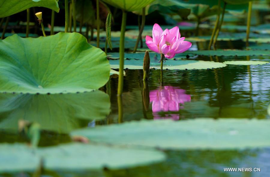 CHINA-HUNAN-LOTUS (CN)