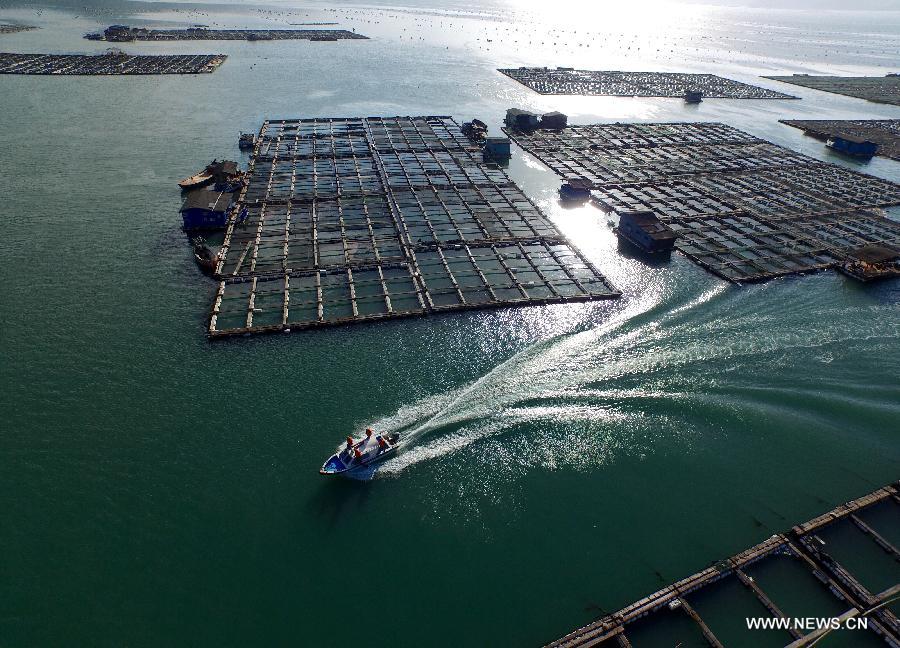 Local coast guard patrol at aquaculture area in Ningde, southeast China's Fujian Province, July 9, 2015.