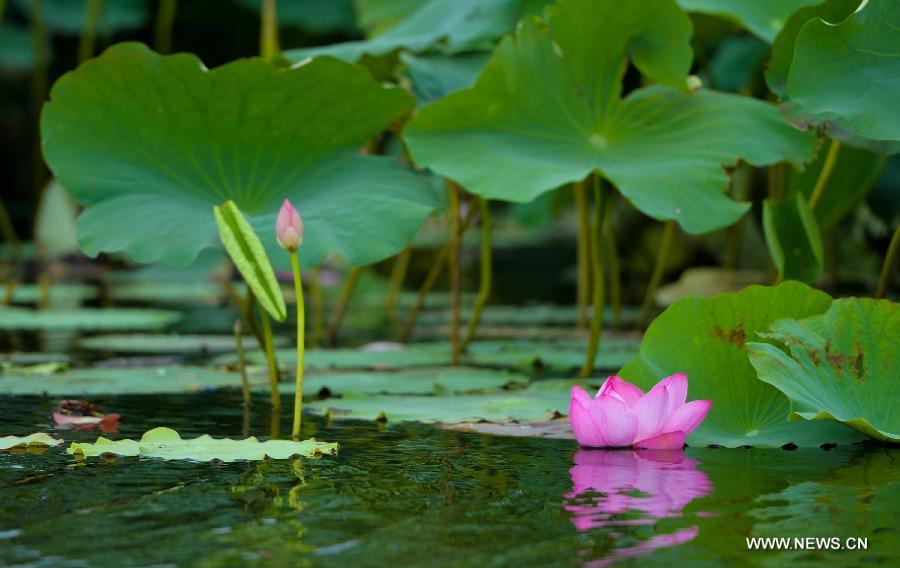 CHINA-HUNAN-LOTUS (CN)