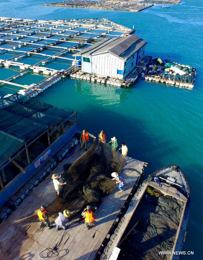 Soldiers help fishmen prepare for the coming typhoon at aquaculture area in Ningde, southeast China's Fujian Province, July 9, 2015.