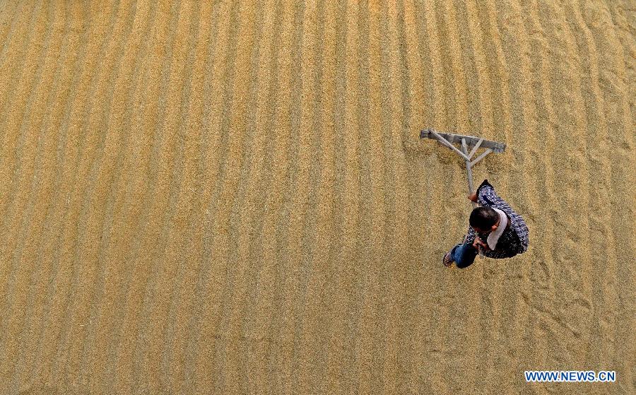 A farmer dries the paddy in a farm in Shanghekou village of Changyi Township, Xinjian County, in east China's Jiangxi Province, July 13, 2015. 