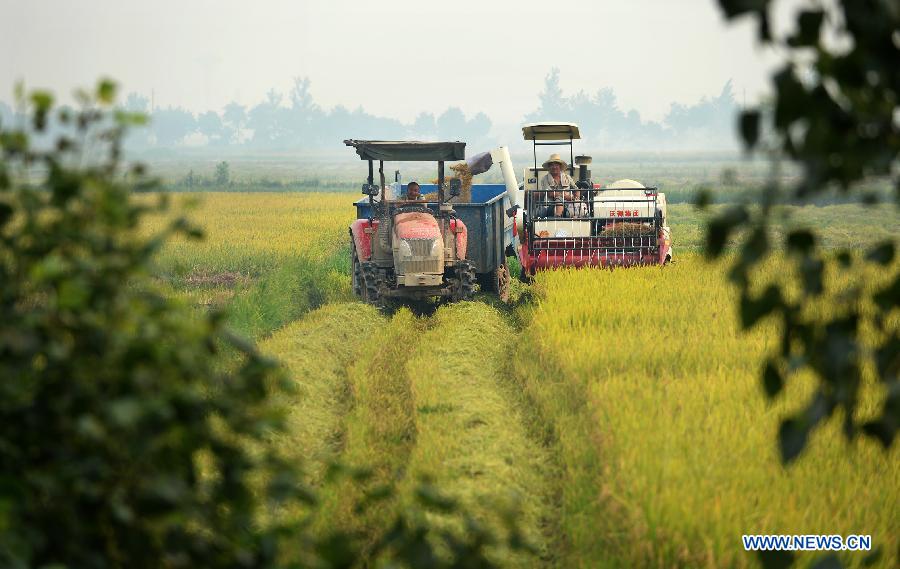 Farmers drive harvesters and work in a farm in Shanghekou village of Changyi Township, Xinjian County, in east China's Jiangxi Province, July 13, 2015. 