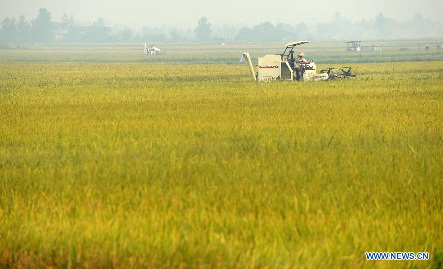 A paddy harvester works in a farm in Shanghekou village of Changyi Township, Xinjian County, in east China's Jiangxi Province, July 13, 2015. 