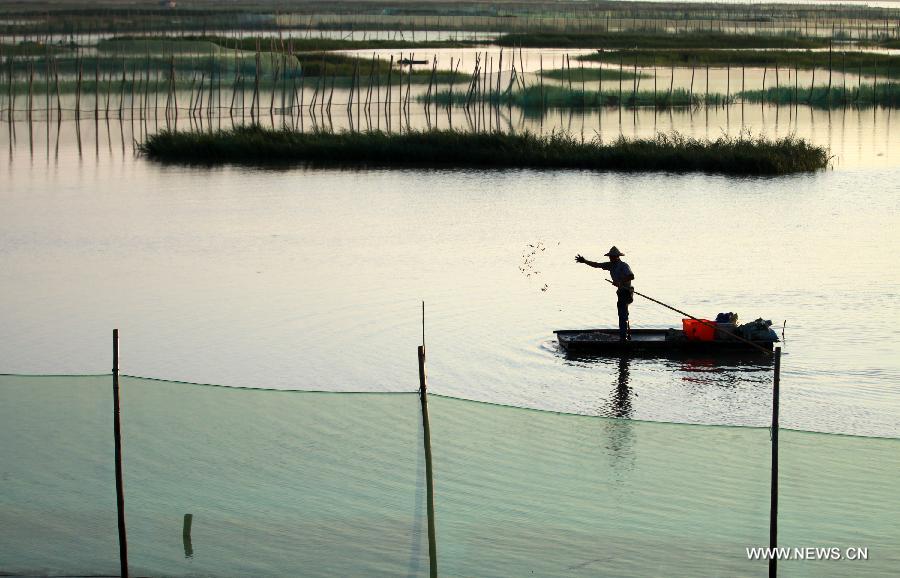 A fisherman works on a shoal used to raise crabs in Wenling, east China's Zhejiang Province, July 12, 2015.