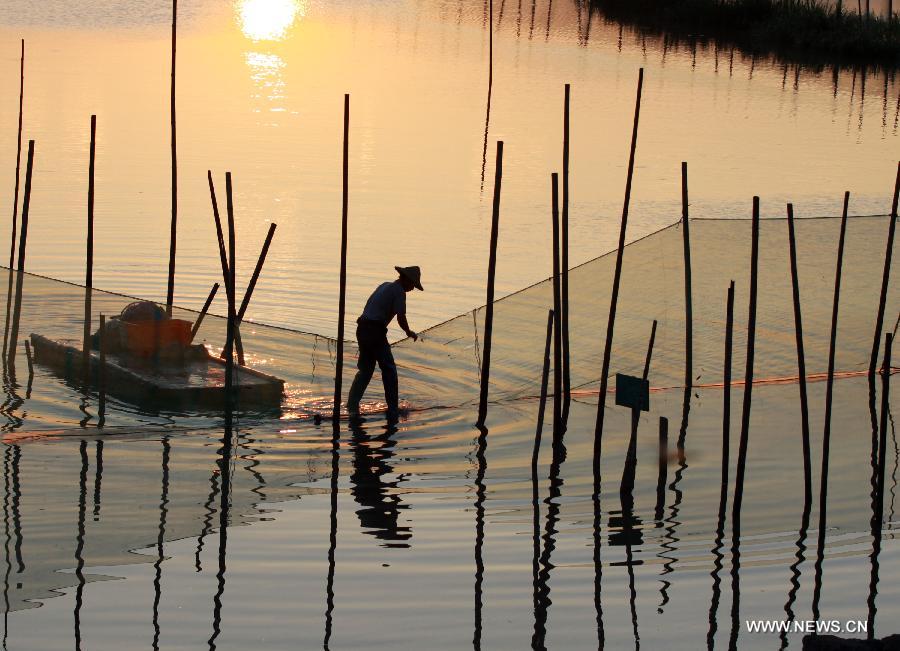 A fisherman works on a shoal used to raise crabs in Wenling, east China's Zhejiang Province, July 12, 2015.
