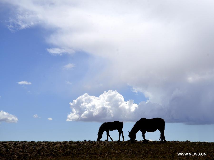 Photo taken on July 15, 2015 shows the scenery of clouds above prairie in Urad Middle Banner of Bayannur City, north China's Inner Mongolia Autonomous Region.