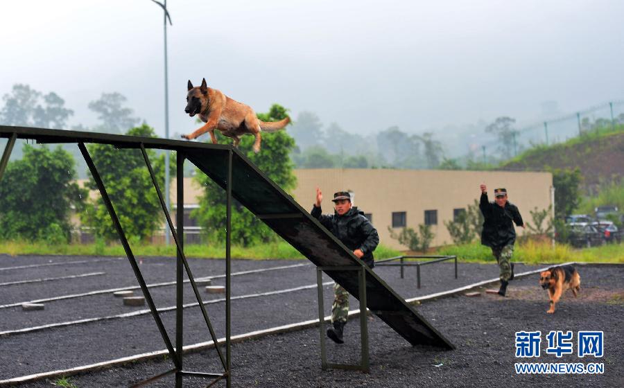 7月15日,武警重庆总队七支队特勤中队训犬员在暴雨中带着警犬进行