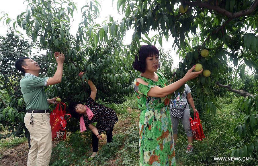 People pick peaches at a farmland they rent from the local villager in Xincun Village of Bazhou City, north China's Hebei Province, July 16, 2015. 