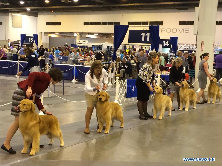 Exhibitors and their dogs wait to enter the court during the 38th Annual Houston World Series of Dog Shows at the NRG Park in Houston, the United States, July 16, 2015.