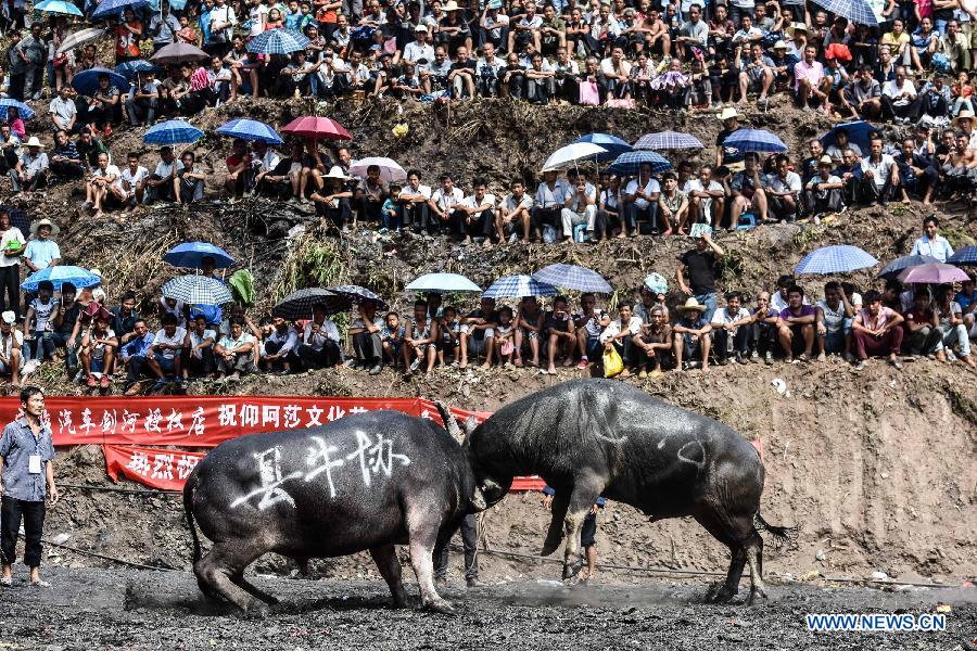 CHINA-GUIZHOU-JIANHE-BULL-FIGHT