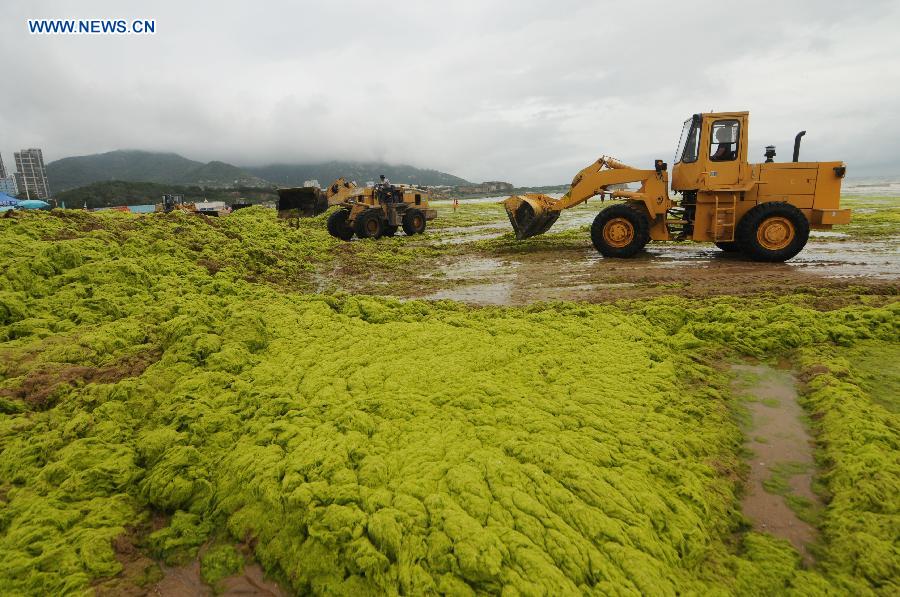 #CHINA-QINGDAO-GREEN ALGAE (CN) 