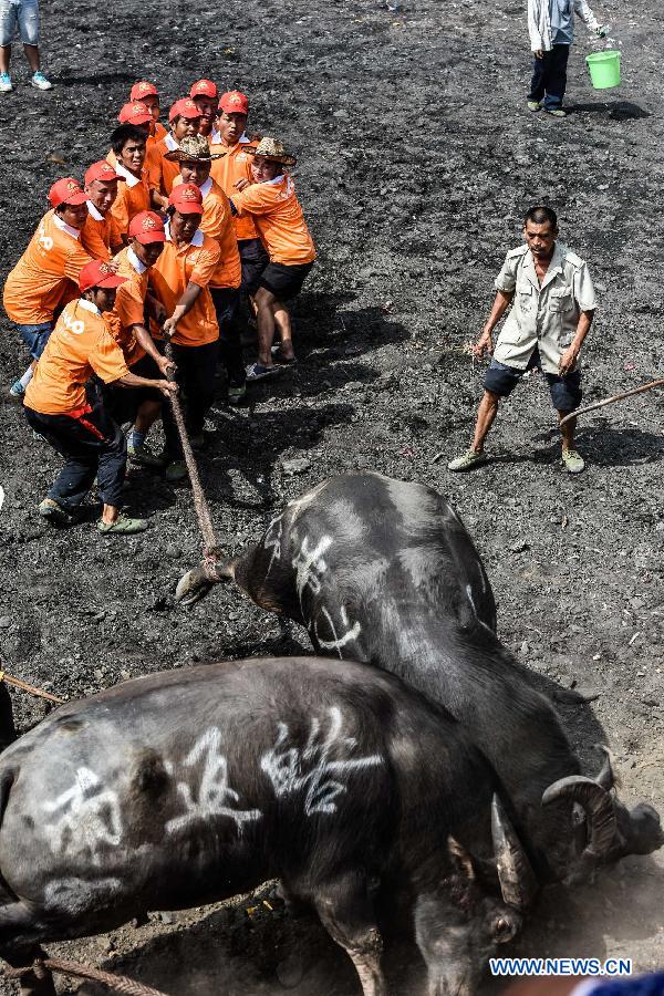 CHINA-GUIZHOU-JIANHE-BULL-FIGHT (CN)