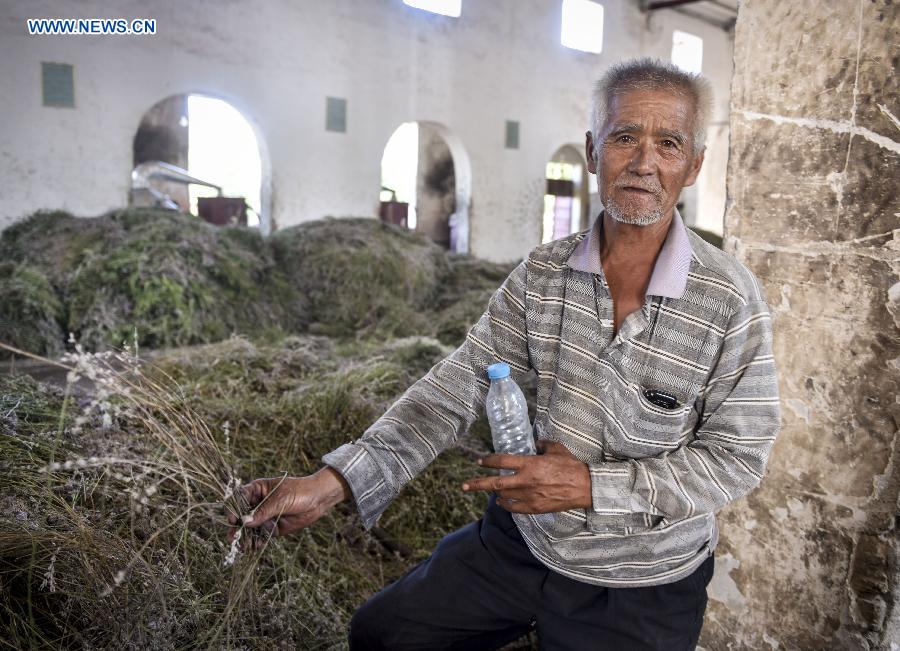 CHINA-XINJIANG-ILI-LAVENDER-ESSENTIAL OIL-DISTILLING (CN)