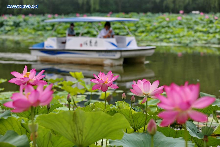 CHINA-HEIBEI-NANDAIHE-LOTUS FESTIVAL (CN)