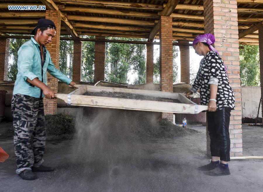 CHINA-XINJIANG-ILI-LAVENDER-ESSENTIAL OIL-DISTILLING (CN)