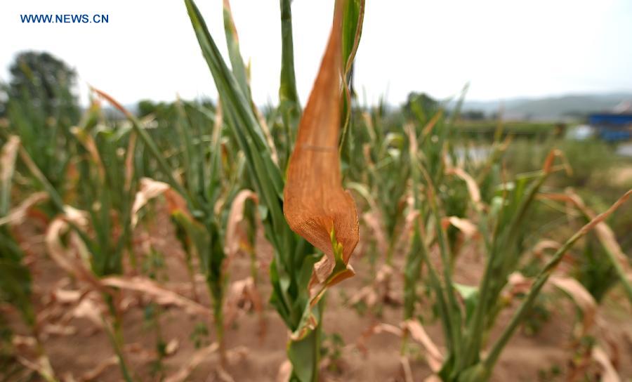 CHINA-LIAONING-DROUGHT (CN)