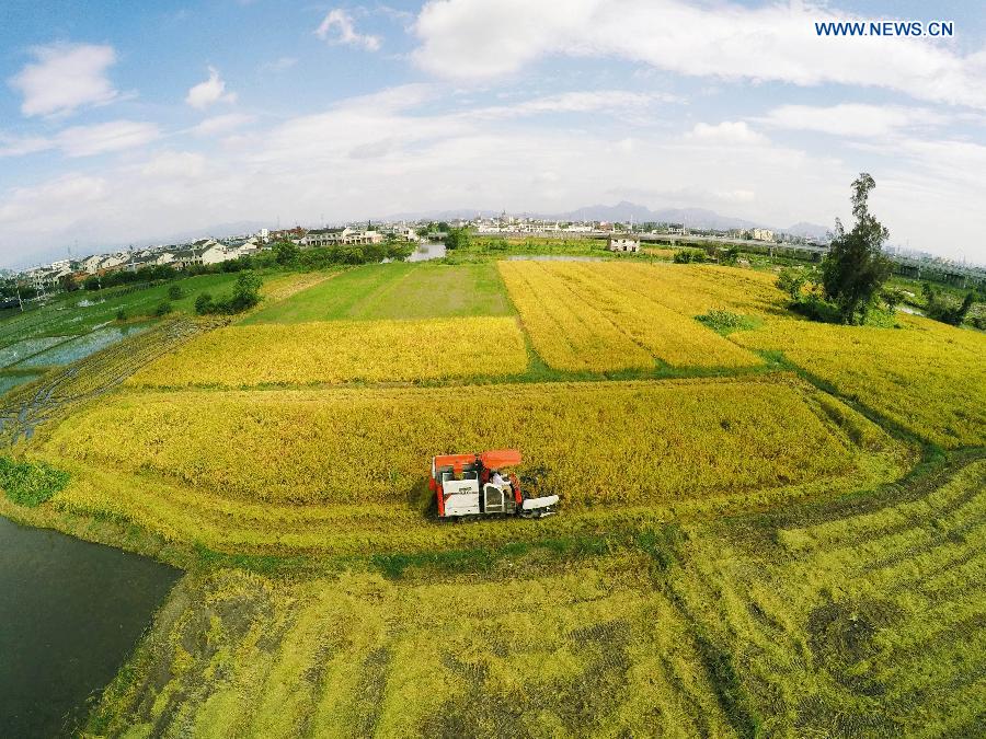 A reaper harvests early season rice on a farmland in Wenlou Village of Cangnan County, east China's Zhejiang Province, July 27, 2015.