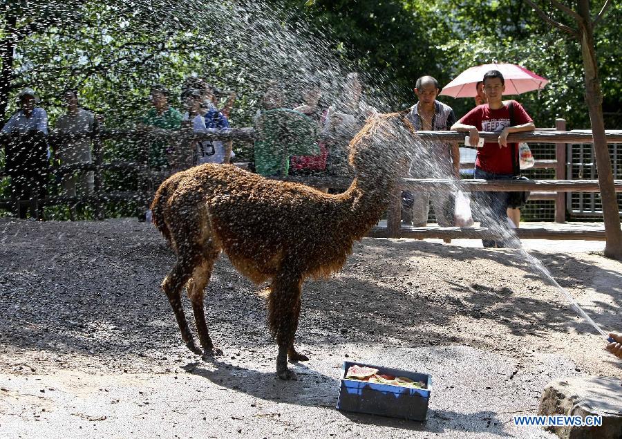 An alpca stands by a sprinkler to cool itself at the zoo in Chongqing, southwest China, July 29, 2015. Zoo keepers provided iced fruits and air conditioners for animals to help them live through the summer heat. (Xinhua/Chen Cheng) 