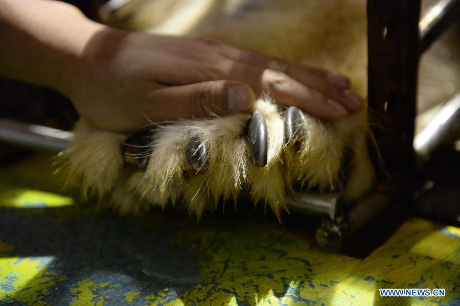 Polar bear trainer Dong Baoying calms a polar bear at a polarland in Harbin, capital of northeast China's Heilongjiang Province, July 30, 2015. Polar bear trainers, joked as the most dangerous profession in town by their colleagues, have to live and work with the polar bears weighing more than 500 kilograms and run at over 40 kilometers per hour maximum. Their work consists of measuring the bear's temperature, feeding and transferring. Despite the danger, the trainers at Harbin Polarland has established affinities with the beasts. (Xinhua/Wang Kai)