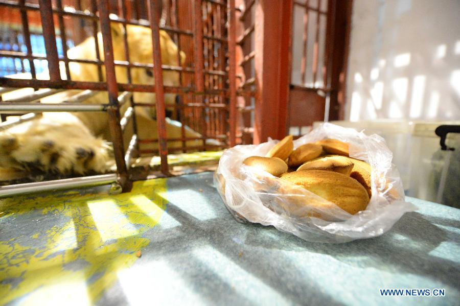 A polar bear is attracted by the food provided by a trainer at a polarland in Harbin, capital of northeast China's Heilongjiang Province, July 30, 2015. Polar bear trainers, joked as the most dangerous profession in town by their colleagues, have to live and work with the polar bears weighing more than 500 kilograms and run at over 40 kilometers per hour maximum. Their work consists of measuring the bear's temperature, feeding and transferring. Despite the danger, the trainers at Harbin Polarland has established affinities with the beasts. (Xinhua/Wang Kai) 