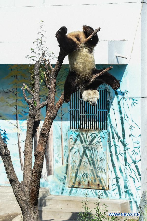 Giant panda Caitao hangs itself upside down at a panda house in the Taiyuan Zoo, Taiyuan city, capital of north China's Shanxi Province, Aug. 4, 2015.