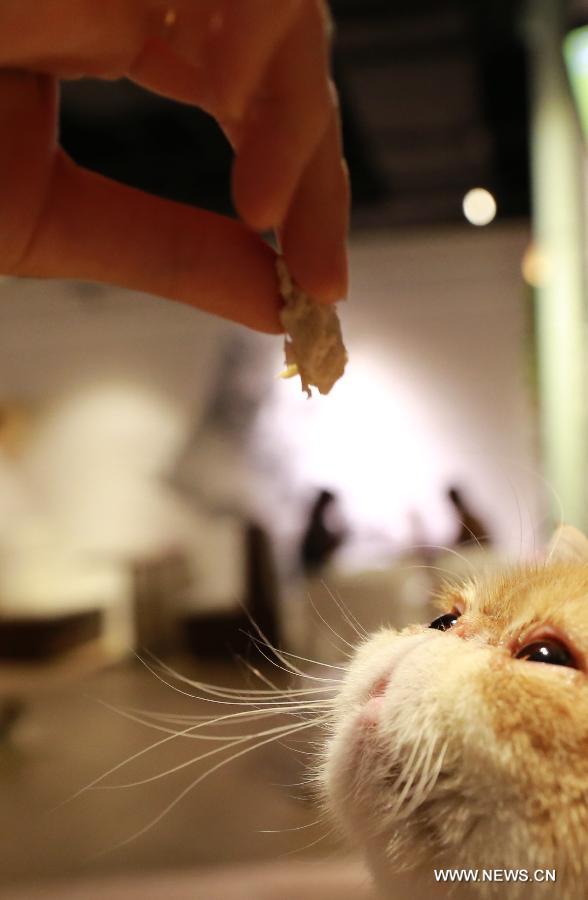 A customer feeds a cat in a cafe themed on cats in Shenyang, capital of northeast China's Liaoning Province, Aug. 5, 2015.