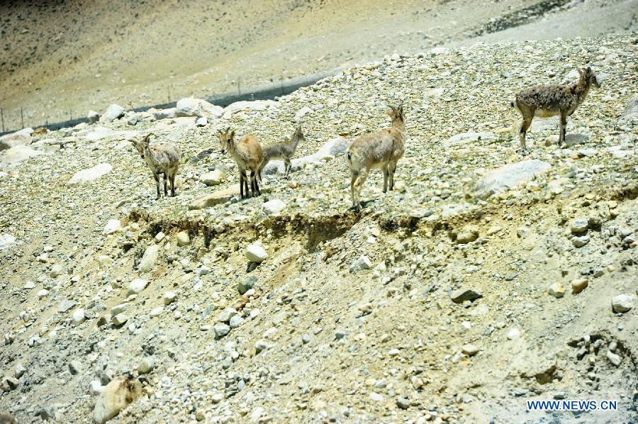 Blue sheep are seen at the base camp area of Mount Everest with an altitude of 5,200 meters in southwest China's Tibet Autonomous Region, July 27, 2015. 