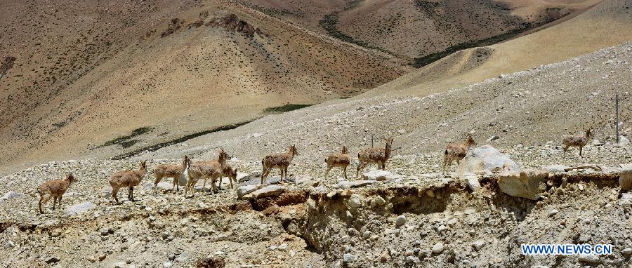 Blue sheep are seen at the base camp area of Mount Everest with an altitude of 5,200 meters in southwest China's Tibet Autonomous Region, July 27, 2015. 