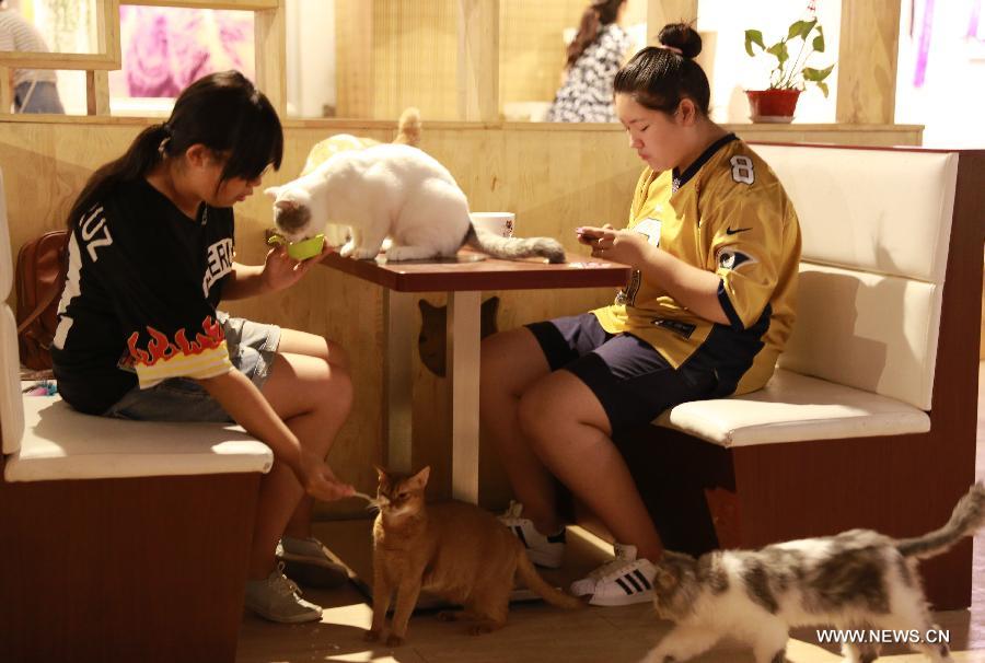 A customer feeds a cat in a cafe themed on cats in Shenyang, capital of northeast China's Liaoning Province, Aug. 5, 2015.