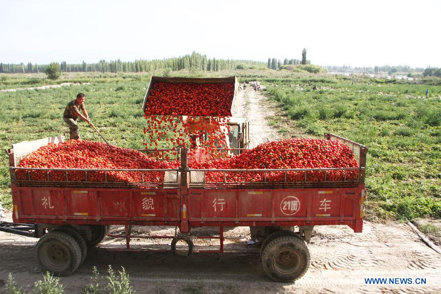 A member of Xinjiang Production and Construction Corps gathers tomatoes in Bayan Gol Mongol Autonomous Prefecture, northwest China's Xinjiang Uygur Autonomous Region, Aug. 5, 2015.