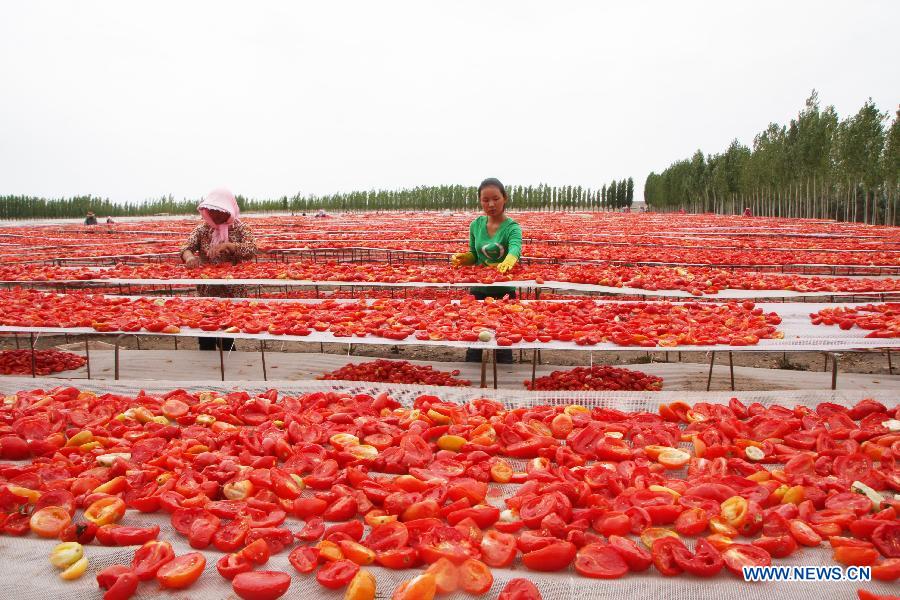 Members of Xinjiang Production and Construction Corps put tomatoes for air-drying in Bayan Gol Mongol Autonomous Prefecture, northwest China's Xinjiang Uygur Autonomous Region, Agu. 5, 2015.