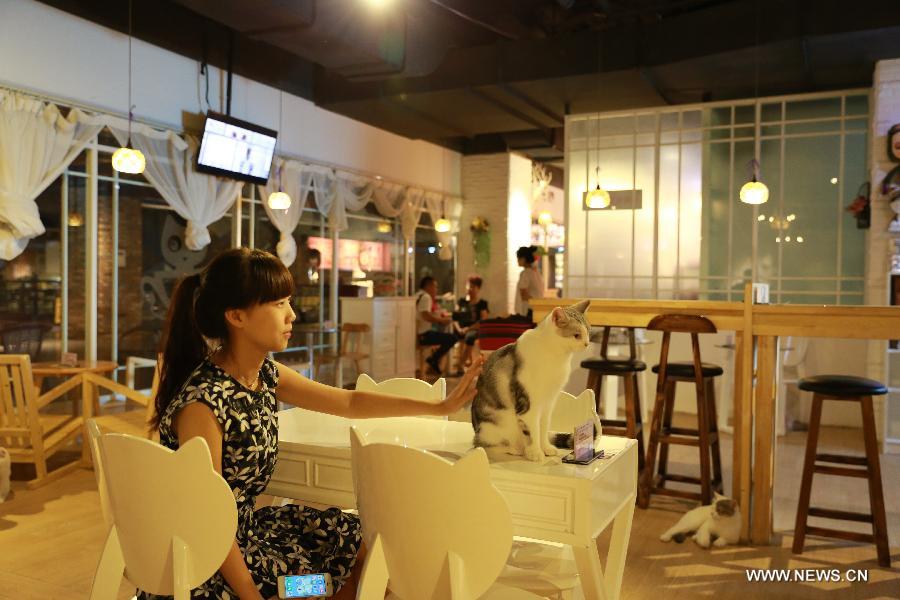 A customer feeds a cat in a cafe themed on cats in Shenyang, capital of northeast China's Liaoning Province, Aug. 5, 2015.