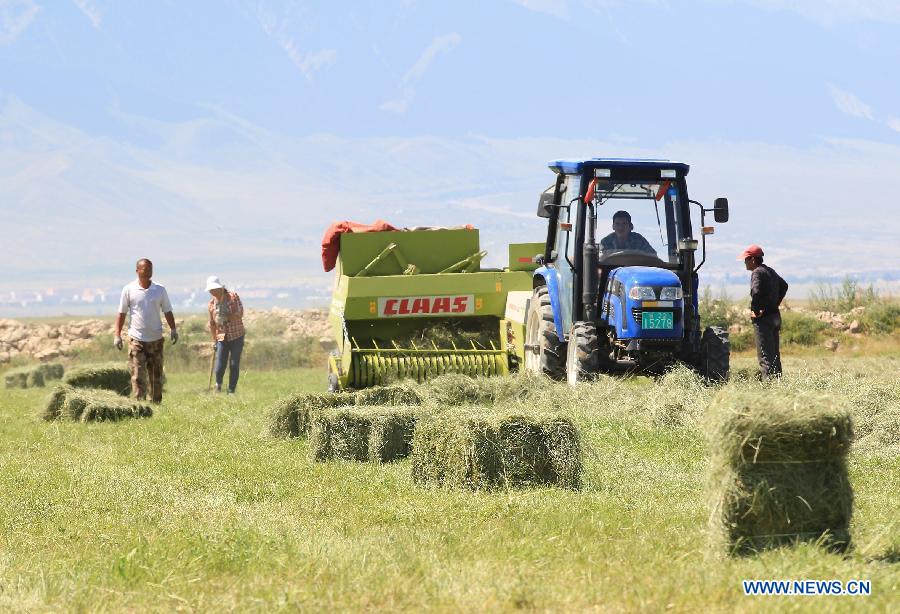 Herdsmen work in a grass field in Kazak Autonomous County of Barkol, Hami Prefecture, northwest China's Xinjiang Uygur Autonomous Region, Aug. 7, 2015.