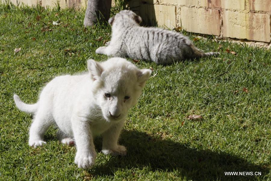 A white tiger cub plays at the Loro Park in Puebla, Mexico, on Aug. 7, 2015.